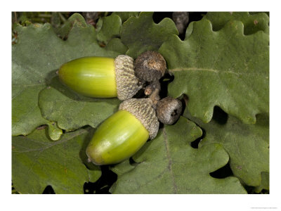 Quercus Petraea, Sessile Oak Acorns And Leaves by Bob Gibbons Pricing Limited Edition Print image