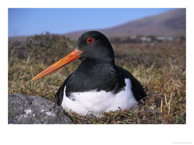 Oystercatcher, Close-Up Of Adult Incubating Eggs, South Uist, Scotland by Mark Hamblin Pricing Limited Edition Print image
