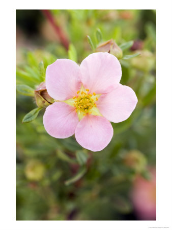 Shrubby Cinquefoil, Potentilla Fruticosa Pink Beauty by Geoff Kidd Pricing Limited Edition Print image