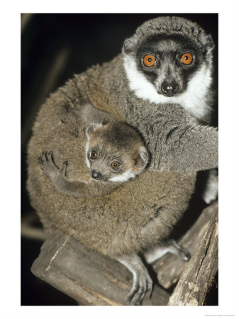 Mongoose Lemur, Female With Female Infant, Dupc by David Haring Pricing Limited Edition Print image