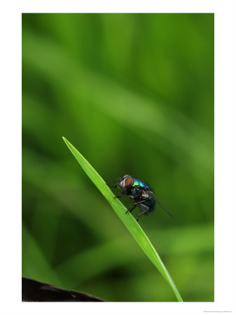 Green Bottle Fly On Grass Stem, London, Uk by Elliott Neep Pricing Limited Edition Print image