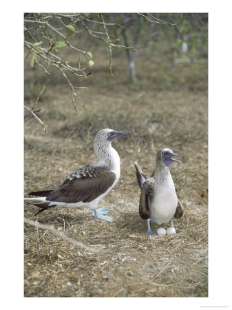 Blue Footed Booby, Shading Eggs From Hot Sun, Galapagos by Mark Jones Pricing Limited Edition Print image