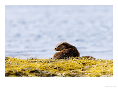 European Otter, Female On Seaweed Covered Rocks, Scotland by Elliott Neep Pricing Limited Edition Print image