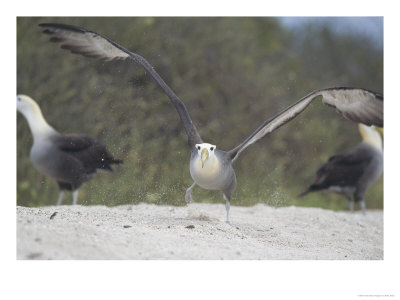 Waved Albatross, Take Off, Espanola Island, Galapagos by Mark Jones Pricing Limited Edition Print image