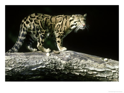 Clouded Leopard, Neofelis Nebulosa Malaysia by Alan And Sandy Carey Pricing Limited Edition Print image