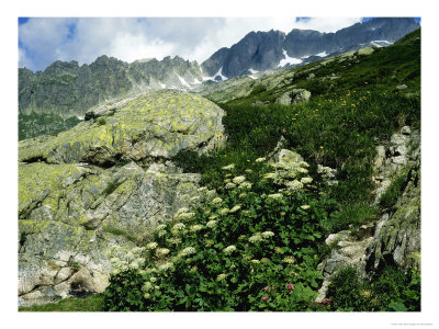 Masterwort, Swiss Alps by Bob Gibbons Pricing Limited Edition Print image