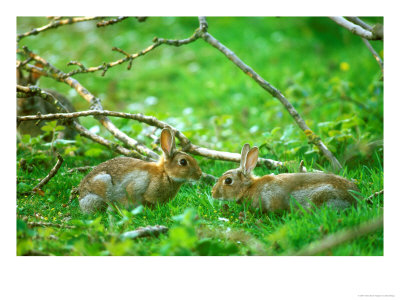 Rabbits, Pair by David Boag Pricing Limited Edition Print image