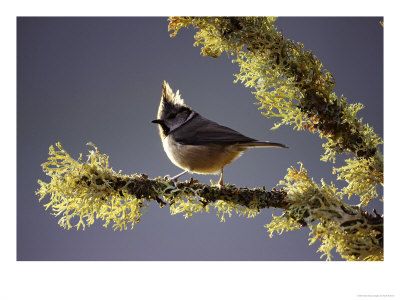 Crested Tit, Adult Perched On Lichen-Covered Perch, Scotland by Mark Hamblin Pricing Limited Edition Print image