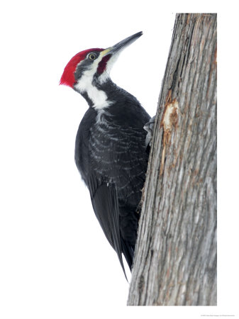 Pileated Woodpecker, Ile Bizard Nature Park, Quebec, Canada by Robert Servranckx Pricing Limited Edition Print image