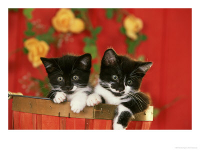 Tuxedo Kitten, Pair In Autumn by Alan And Sandy Carey Pricing Limited Edition Print image