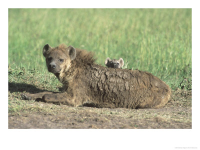 Spotted Hyena, Female & Young At Den Site, Maasai Mara by Alan And Sandy Carey Pricing Limited Edition Print image
