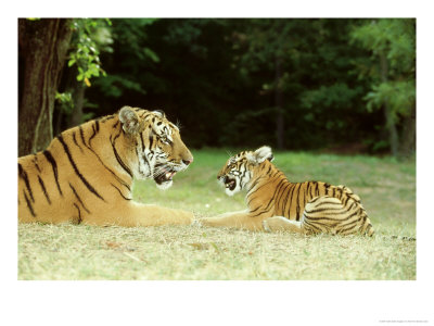 Bengal Tiger, With Cub by Alan And Sandy Carey Pricing Limited Edition Print image