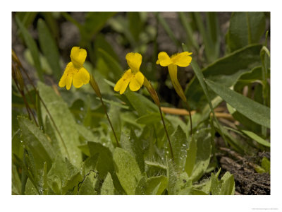 Mimulus Primuloides, Usa by Bob Gibbons Pricing Limited Edition Print image