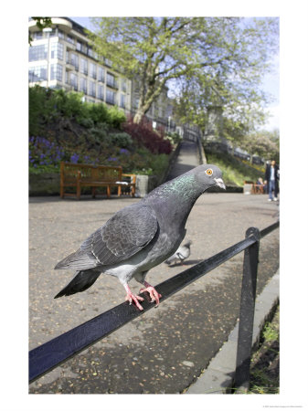 Feral Pigeon Perched On Railing In City Park, Scotland, Uk by Mark Hamblin Pricing Limited Edition Print image