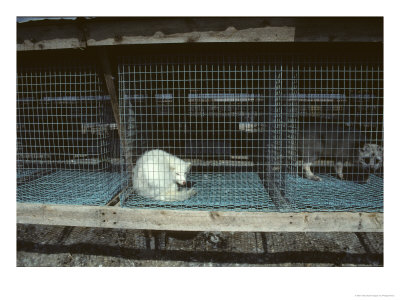 Arctic Fox In A Cage, Northeast Finland by Philippe Henry Pricing Limited Edition Print image