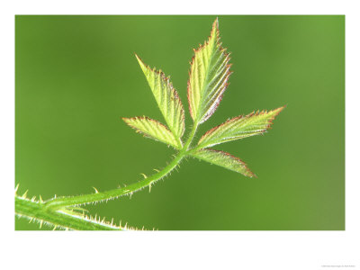 Bramble, Close-Up Of Fresh Young Leaves, May, England by Mark Hamblin Pricing Limited Edition Print image