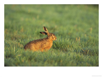 Brown Harelepus Europaeussat In Grass Meadowuk by Mark Hamblin Pricing Limited Edition Print image