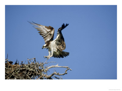 Osprey, Female Landing At Nest, Florida by Brian Kenney Pricing Limited Edition Print image