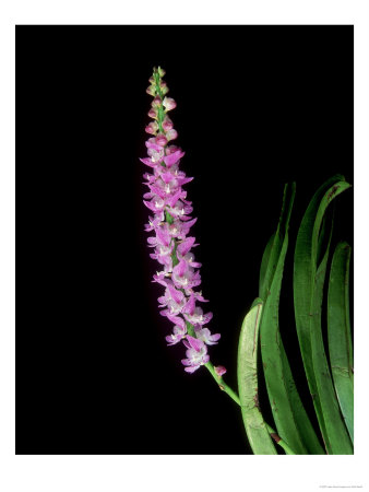 Orchid, Se Asia by Kidd Geoff Pricing Limited Edition Print image