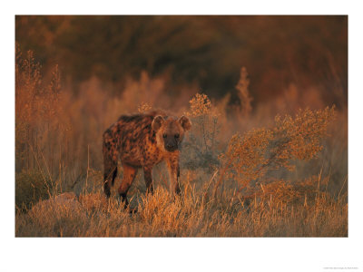 Spotted Hyena, Adult In Dawn Light, Southern Africa by Mark Hamblin Pricing Limited Edition Print image
