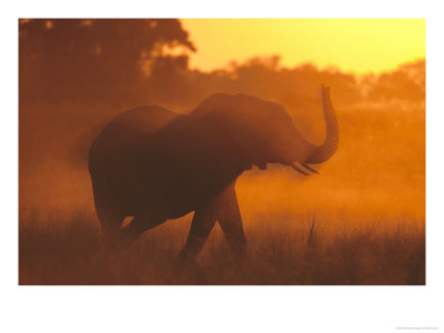 African Elephant In Dust At Sunset, Trunk Raised In Alarm, Southern Africa by Mark Hamblin Pricing Limited Edition Print image