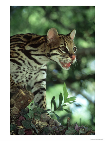 Ocelot, Felis Pardalis, Endangered, Central & South America by Brian Kenney Pricing Limited Edition Print image