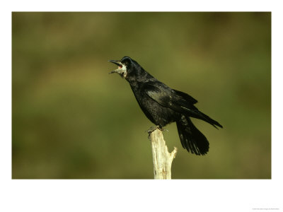 Rook, Adult Calling On Post, Scotland by Mark Hamblin Pricing Limited Edition Print image