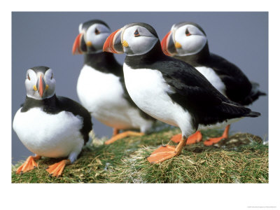 Atlantic Puffin, Group, Iceland by Patricio Robles Gil Pricing Limited Edition Print image