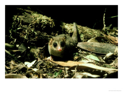 Marsupial Mouse, Monita Del Monte South Chile by Rodger Jackman Pricing Limited Edition Print image