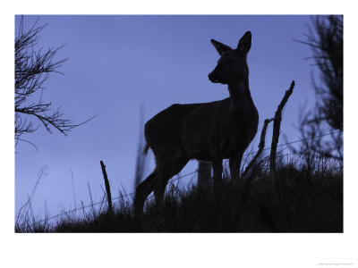 Roe Deer, Female Silhouetted, Scotland by Mark Hamblin Pricing Limited Edition Print image