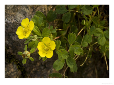 Potentilla Cuneata, A Cinquefoil From Kashmir by Bob Gibbons Pricing Limited Edition Print image