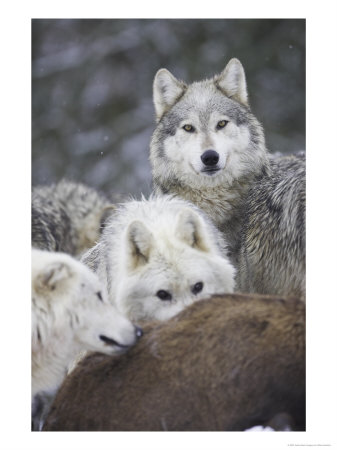 Wolf, Adults Feeding, Scotland by Mark Hamblin Pricing Limited Edition Print image
