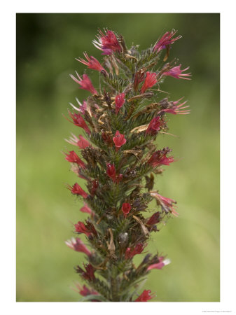 A Rare Bugloss, Echium Russicum by Bob Gibbons Pricing Limited Edition Print image