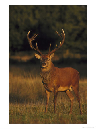 Red Deer, Stag, Uk by Mark Hamblin Pricing Limited Edition Print image