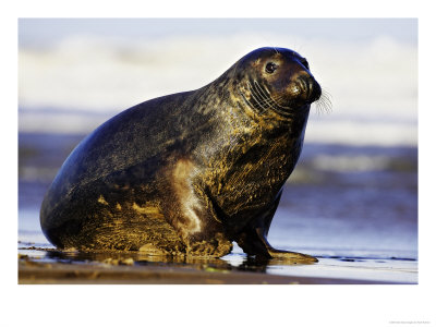Grey Seal, Portait Of Bull Emerging From Sea At Breeding Colony, Uk by Mark Hamblin Pricing Limited Edition Print image