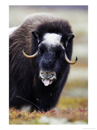 Musk Ox, Close-Up Portrait Of Adult Female On Tundra, Norway by Mark Hamblin Pricing Limited Edition Print image