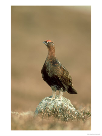 Red Grouse by Mark Hamblin Pricing Limited Edition Print image