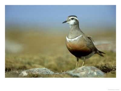 Dotterel by Mark Hamblin Pricing Limited Edition Print image