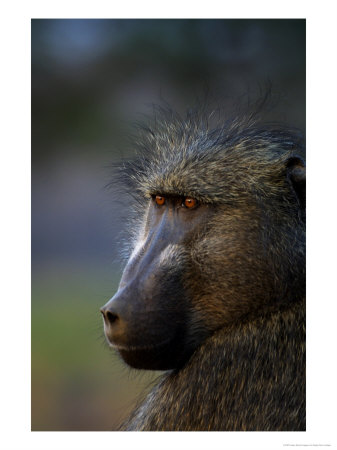 Chacma Baboon, Kruger National Park, South Africa by Roger De La Harpe Pricing Limited Edition Print image
