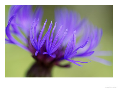Cornflower, Close-Up Of Flower Head, Scotland by Mark Hamblin Pricing Limited Edition Print image