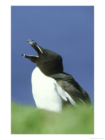 Razorbill, Alca Torda Calling, Scotland by Mark Hamblin Pricing Limited Edition Print image