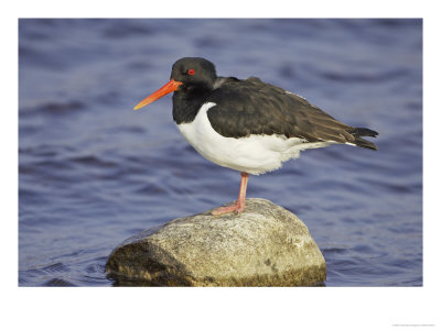 Oystercatcher, Adult In Breeding Plumage, Scotland by Mark Hamblin Pricing Limited Edition Print image