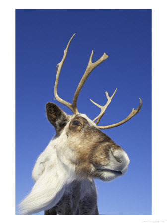 Reindeer, Portrait Of Adult Female, Scotland by Mark Hamblin Pricing Limited Edition Print image