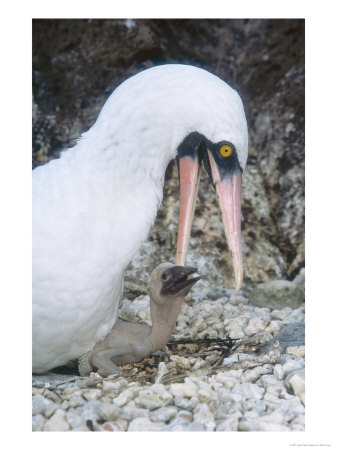 Nazca Booby, Feeding And Brooding 4 Day Old Chick, Galapagos by Mark Jones Pricing Limited Edition Print image