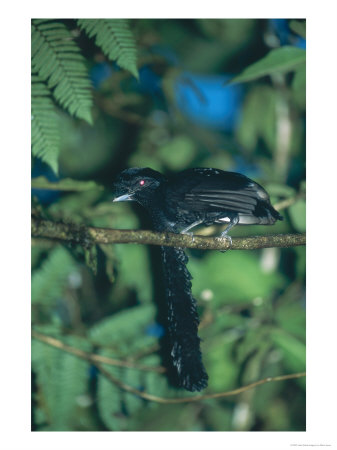 Long Wattled Umbrellabird, Lekking Male Courtship, Ecuador by Mark Jones Pricing Limited Edition Print image
