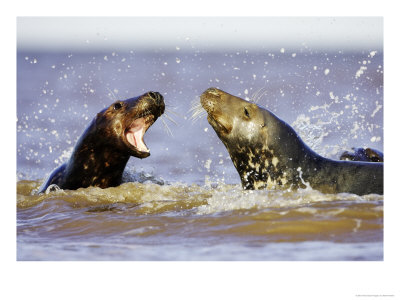Grey Seal, Sub-Adults Play-Fighting In Water, Uk by Mark Hamblin Pricing Limited Edition Print image