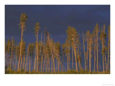 Lodgepole Pines, Illuminated At Sunset Against Rain Clouds, Usa by Mark Hamblin Pricing Limited Edition Print image