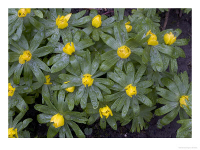 Winter Aconites In Light Woodland by Bob Gibbons Pricing Limited Edition Print image