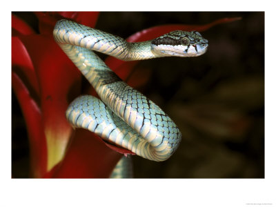 Sri Lanka Palm Viper, Trimeresurus Trigonocephalus by Brian Kenney Pricing Limited Edition Print image