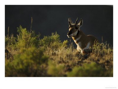 Pronghorn by Mark Hamblin Pricing Limited Edition Print image